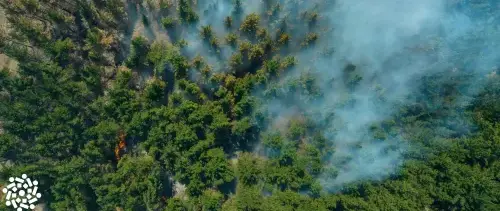 Fumaça em meio às árvores: o que fazer quando incêndios florestais acometem a região onde moramos?